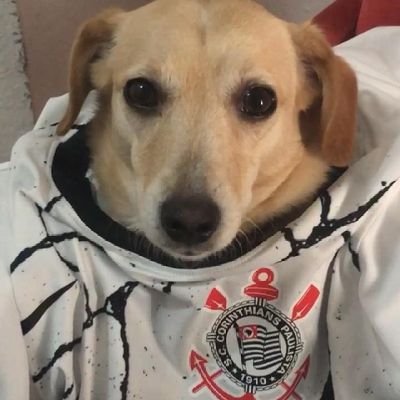 JaniotatuPinto's profile picture. Advogado, esquerda, Corinthians... e por aí vai... Ateu, mas sempre na crença de que Jesus foi Socialista e de que Deus é Corinthiano. E anistia é o caralho!✊💪