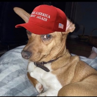 2020Ratdog Profile Picture