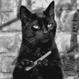 El_Gatico_Negro's profile picture. 