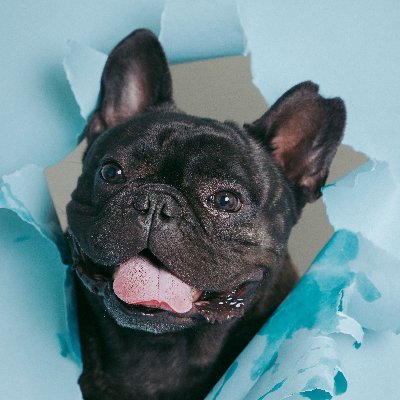 Hi! I'm Bruno! I'm a #frenchbulldog based in San Francisco. I do reviews on dog products and services, to help you choose the best for your #furbabies.