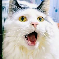 オリオン^ↀᴥↀ^ (@blmibcdwcf13my1) 's Twitter Profile Photo オリオン^ↀᴥↀ^ (@blmibcdwcf13my1) 's Twitter Profile Photo