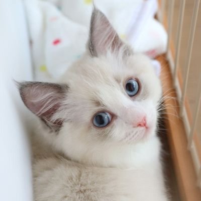 ミントくん🌿キャンドルテールのラグドール (@MintRagdoll) / Posts / X