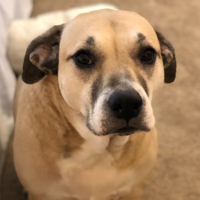 I am a frontend web developer living in Texas. She/her