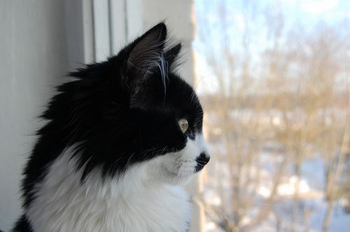 Rumzis's profile picture. I'm wonderful cat. I'm writing about my adventures and life.