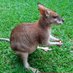 Wallaby (@Wallaby4881) Twitter profile photo