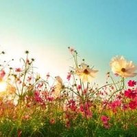 Shayek Miah (@shayekmiah6) 's Twitter Profile
