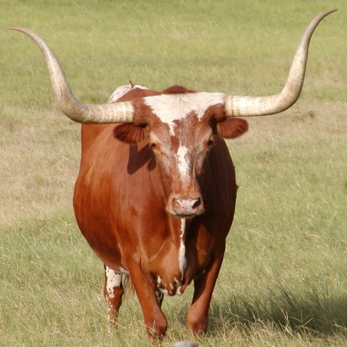 LuckyLonghorn's profile picture. Kol-Ut-Shan, but sexy • he/him • acab