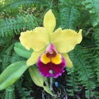 大場蘭園 (@ohbaorchids) 's Twitter Profile Photo