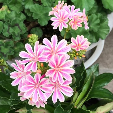 EHQyzoSDs46Lvvv's profile picture. 89歳です趣味は 、🌻縮緬細工 🌺ガーデニング 音楽下手の横好きです 写真は全てスマホ📱撮りです宜しくお願い致します