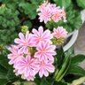 EHQyzoSDs46Lvvv's profile picture. 89歳です趣味は 、🌻縮緬細工 🌺ガーデニング 音楽下手の横好きです 写真は全てスマホ📱撮りです宜しくお願い致します