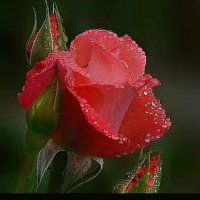 05357841325Akın brs (@kamil1616demir) 's Twitter Profile