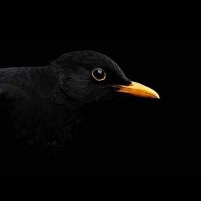 HellmichDiana's profile picture. 