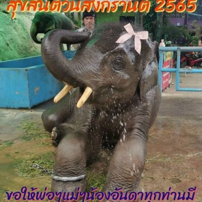 ไลฟ์สดขายผลไม้ออนไลน์ให้น้องช้างตกงาน
หาค่าต้นสัปรดให้น้องช้างตกงาน 7 เชือก
กสิกร 069-3-52902-6 น.ส.ฤทัย แสงสัย