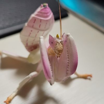 明星大学/工学科電気電子系の人
原神とかパソコンゲーム、極稀に動画編集やってる
https://t.co/7C5xEBEdio
愚痴が漏れ出る
無言フォローするかも