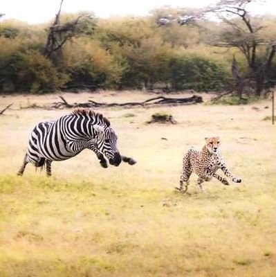 MajorZablone's profile picture. FOLLOW FOR FOLLOW BACK