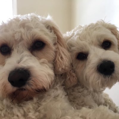 We are brothers, couldn’t be more different, fluffy, naughty , greedy and awesome . Midlands Cavachons aye we . We love everything and everyone except seagulls.