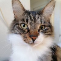 Asli (@aslimax) 's Twitter Profile