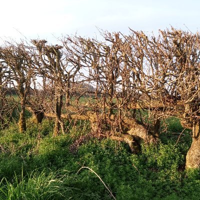 Defending hedgerow habitat in the UK
