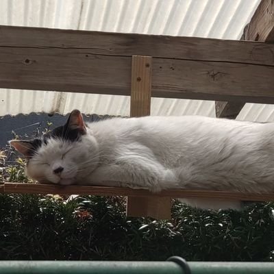 なんぱくです 猫写真多め。自転車、山歩き、写真、電子工作や木工、家庭菜園、イロイロやってみたい人、修理手掛けたバイクはいつ走れるのか?