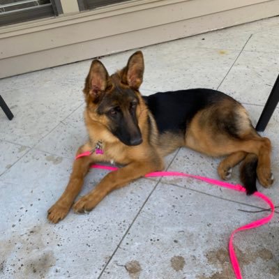 Rush_Tucker_GG's profile picture. Love my famiy .. Love my GSD - Kona .. Conservative .. My #1's Rush - Tucker - Glenn Greenwald .. #ElonMuskFanGirl