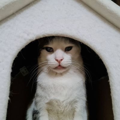 caferyayla's profile picture. 