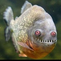 Zombee77 (@koatti77) 's Twitter Profile Photo