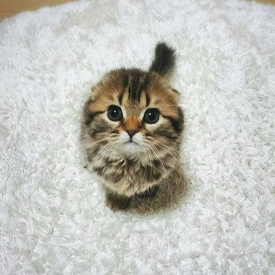 Rayan_1_2_'s profile picture. NFT ENTHUSIAST