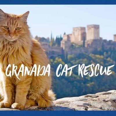 We are a small entirely volunteer run rescue based in Granada , Southern Spain . Any donations towards our work are greatly appreciated smp080979@yahoo.co.uk