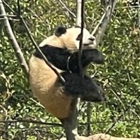 sasamoo (@oomasas) Twitter profile photo