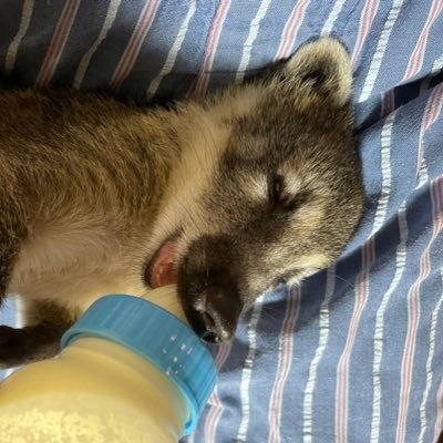 北海道で動物に関わる仕事をしてます🪿 動物園・水族館・フィールドなんでもござれ🦭🦘🦜飼育員→ハンター補助→🐁のお世話(new!)