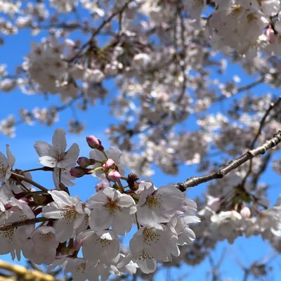 0ztV76npLSu6bgb's profile picture. 大阪のおじさん裏垢です。ちなみに独身です。