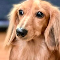 rhana (@ryu1hana) Twitter profile photo