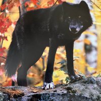 Ron R☮️@wolveslivefree (@ronreedwlvslvfr) 's Twitter Profile