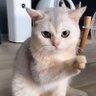 nyaxcher__'s profile picture. เปงแงวของ #CherprangAreekul 🐈🧡| #srchafreen 🌷✨ #GIRLFREEN 🫶🏻 | #ฟรีนเบค 🐰🧚