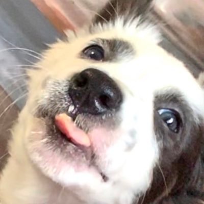 Rescued from a cardboard box, border collie mix. High energy, super curious. Chasing balls is my fav! I’m a girl but everyone thinks I’m a boy. Tummy rubs🙏