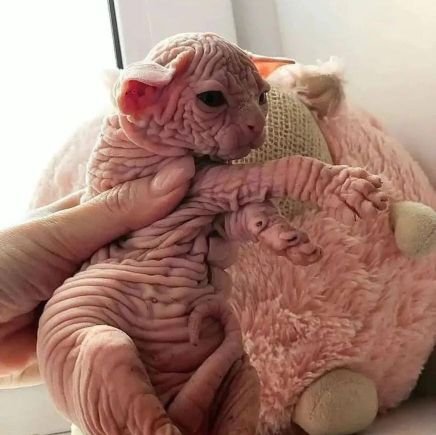 pieka45's profile picture. (ig) - nrl.sfkh