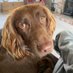 Marlow, The Working Cocker Spaniel. (@Marlow_WCS) Twitter profile photo