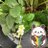 メイコ🌿ベランダ菜園２年目🔰埼玉県のアイコン
