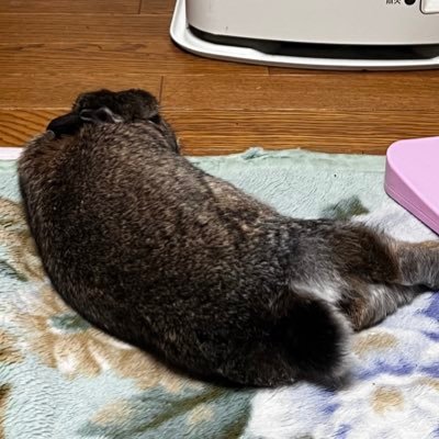 ツイステやってます！ジェイド推しです🐬ウサギ飼ってます🐰