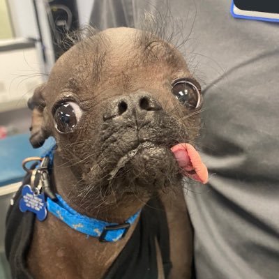 imbroglioh's profile picture. fearing i'm getting more than my share of sunlight through the asylum windows