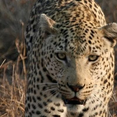 JessaylS's profile picture. Nigerian public affairs commentator