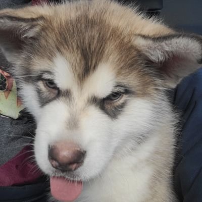 #Malamute Born Thanksgiving 26 November 2020. I live with my older furbrother and 2 cats.  Full of #malitude #dogsoftwitter
No DMs! Why?  We're dogs.