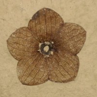 Fossil Bonanza(@FossilBonanza) 's Twitter Profile Photo