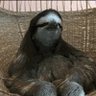 sloth_cap's profile picture. 
