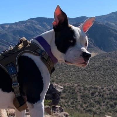 BodaciousBoga's profile picture. No one ever told me I’d have to pave the road less traveled. Pronouns: they/DONT KNOW ME SON