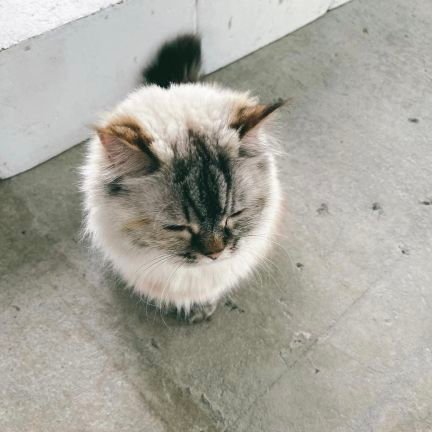 kanako11_eg's profile picture. 01 ／freivor💕鷲尾伶菜  ／ かぼす🍊yuzuna