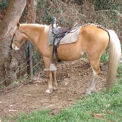 Prefiero seguir a pie que en un caballo prestao