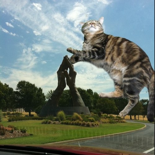 twapelcats's profile picture. slick kittens.