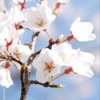 Nada Alshehri |ندى الشهري (@n_a_alshehri) 's Twitter Profile