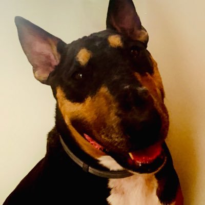 SoCalVee2's profile picture. Problematic Republican Conservative Mexican-American Patriot, my 3 boys are half Jewish and half Mexican.